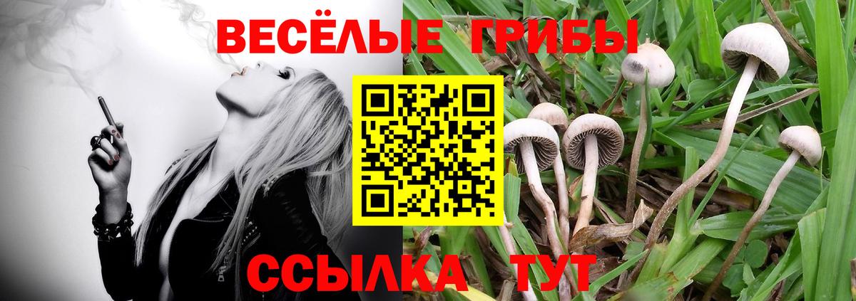Галлюциногенные грибы мухоморы Мичуринск